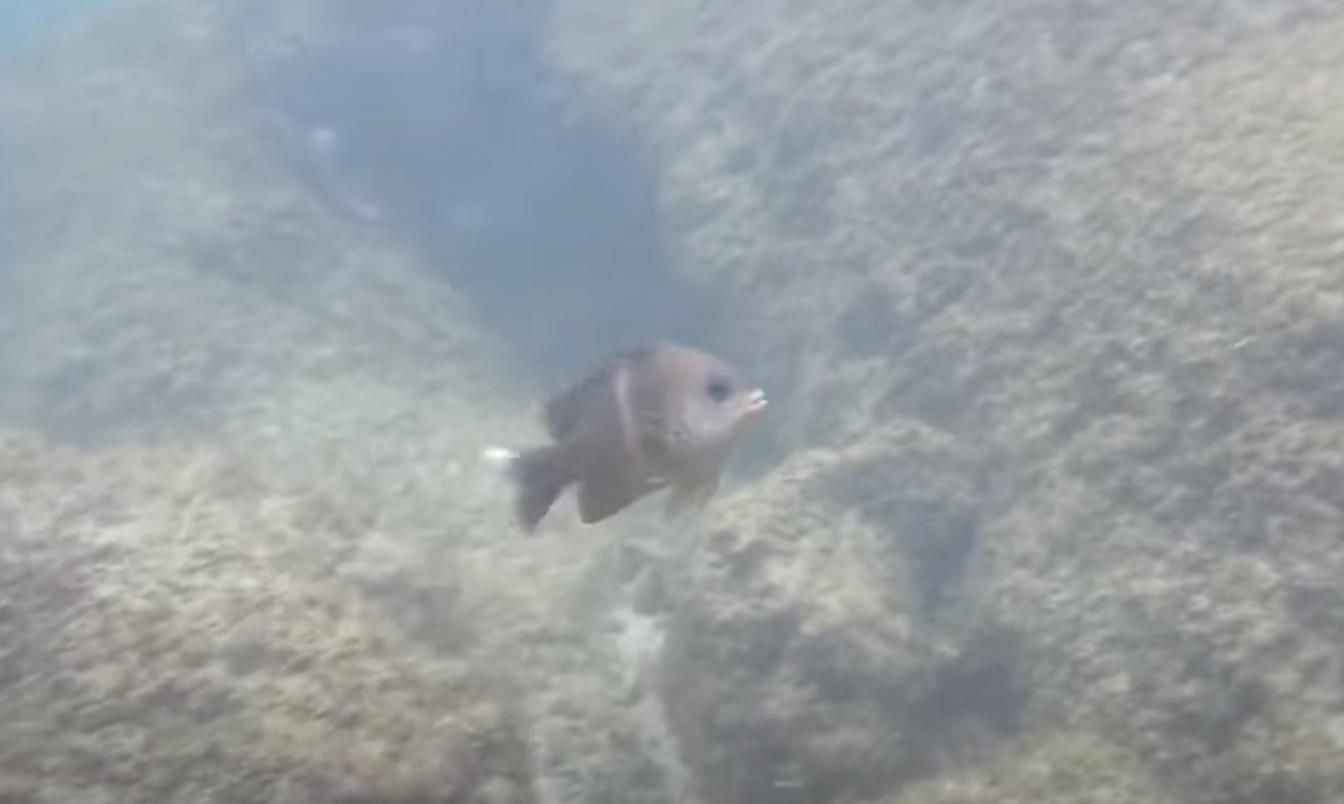 Have You Seen This? Beware of the guard fish