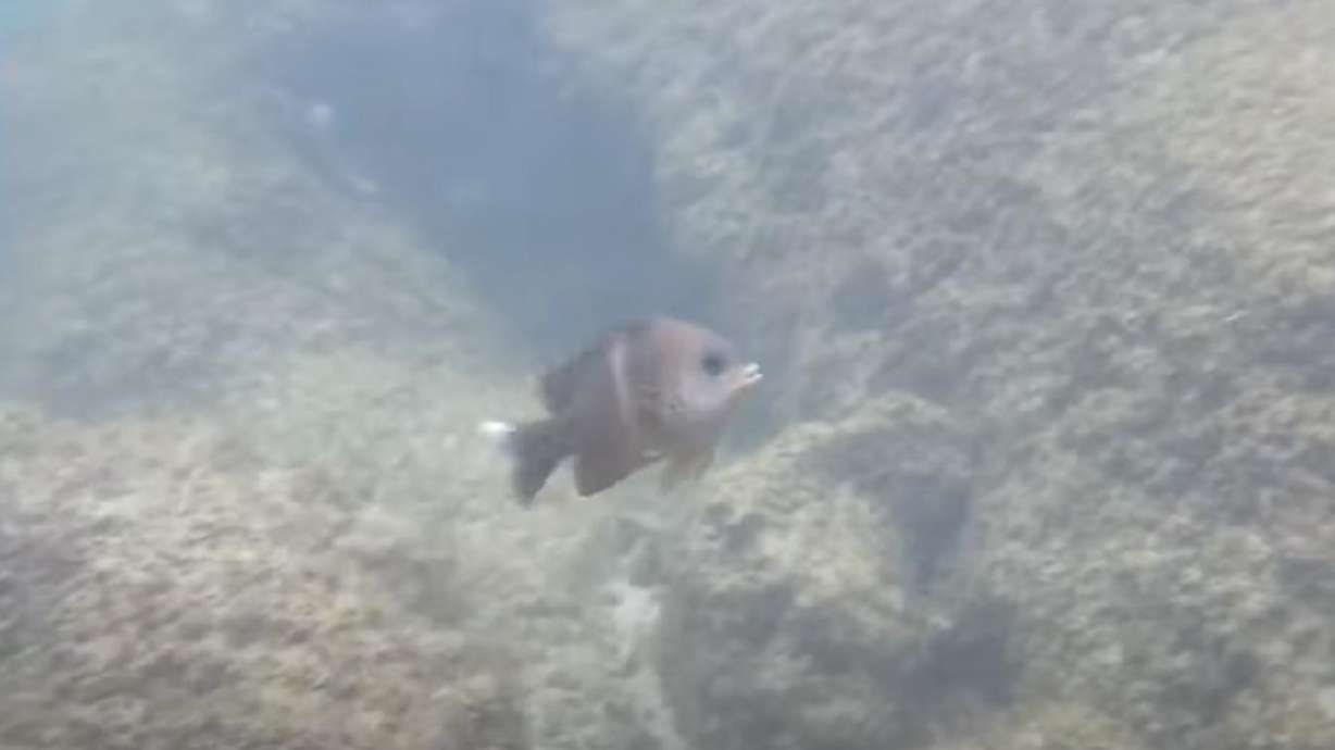 Tiny fish packs a whole lot of fury in this video from KwaZulu-Natal, South Africa, in 2019.