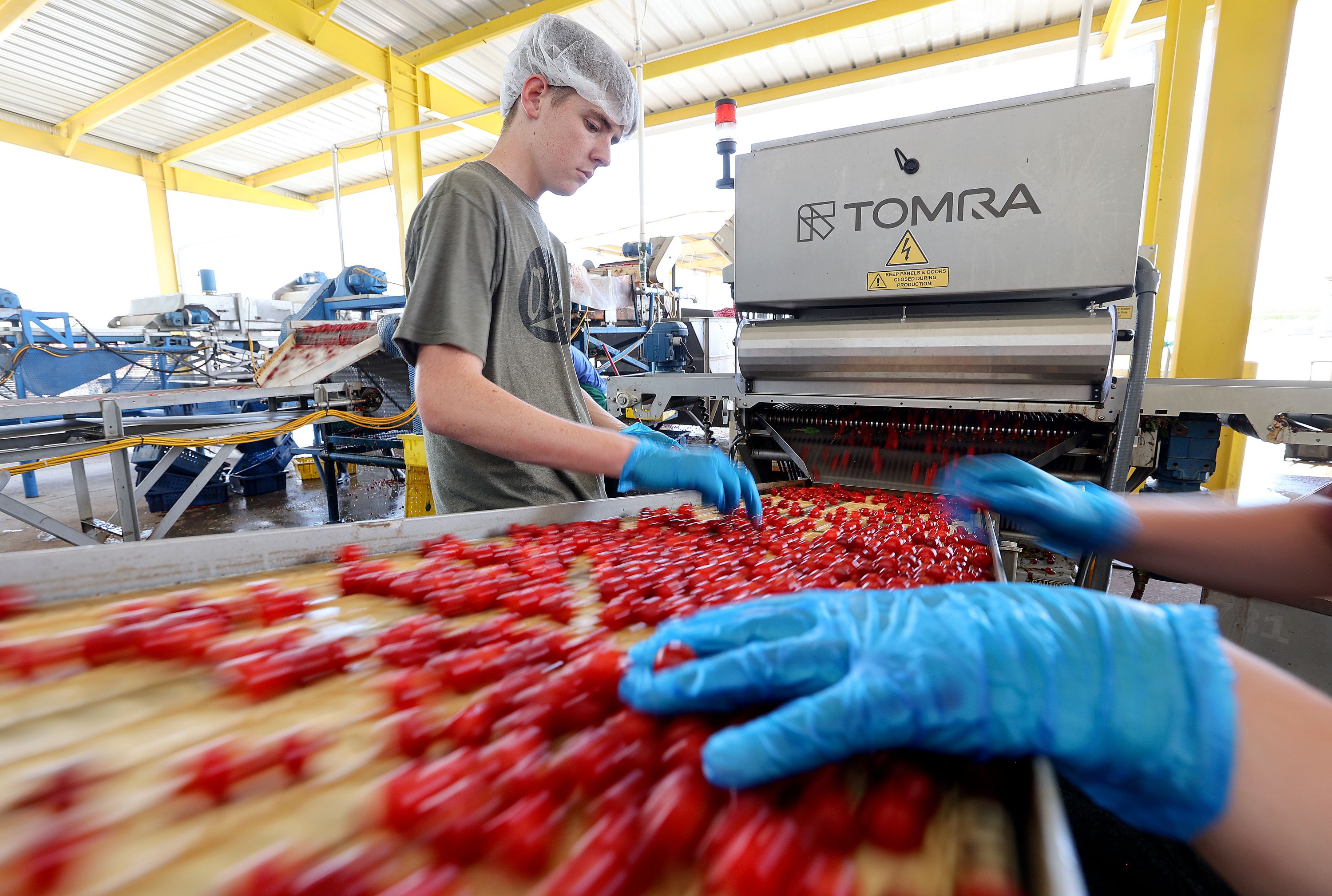Jackson Hargreaves sorts cherries outside of the McMullin Orchards processing plant in Payson on Thursday. The plump red cherries growing in little clumps on the tree are eye-level in this expansive orchard of 160 acres.