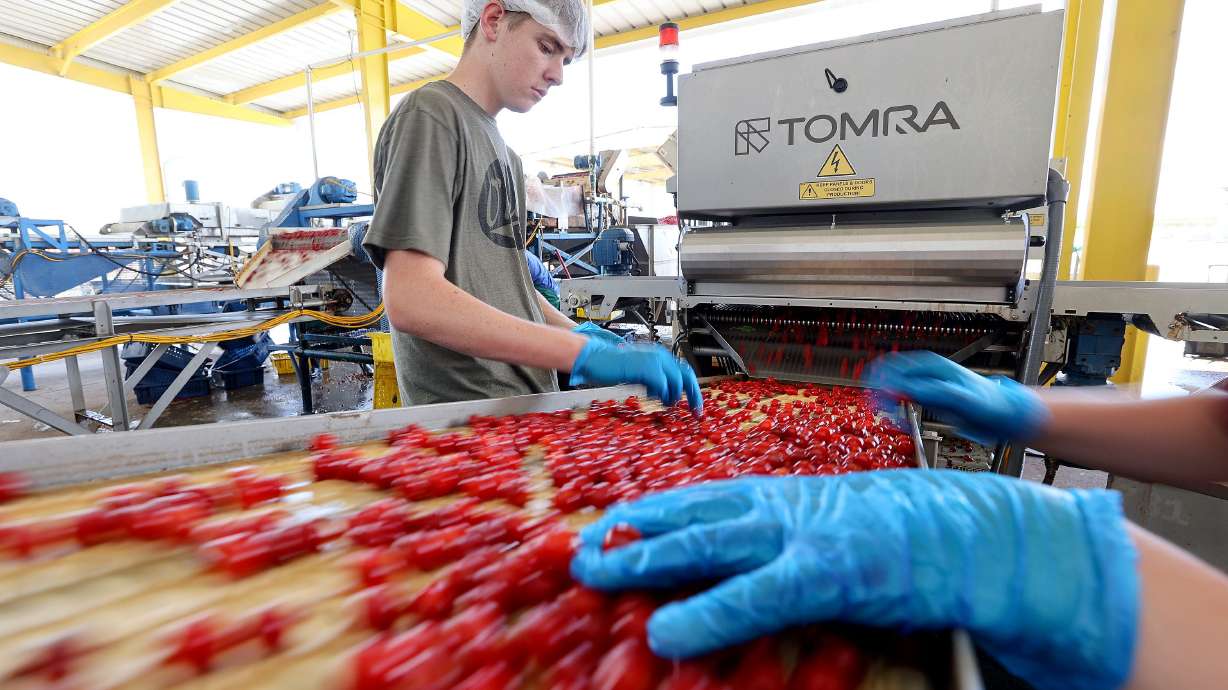 Jackson Hargreaves sorts cherries outside of the McMullin Orchards processing plant in Payson on Thursday. The plump red cherries growing in little clumps on the tree are eye-level in this expansive orchard of 160 acres.