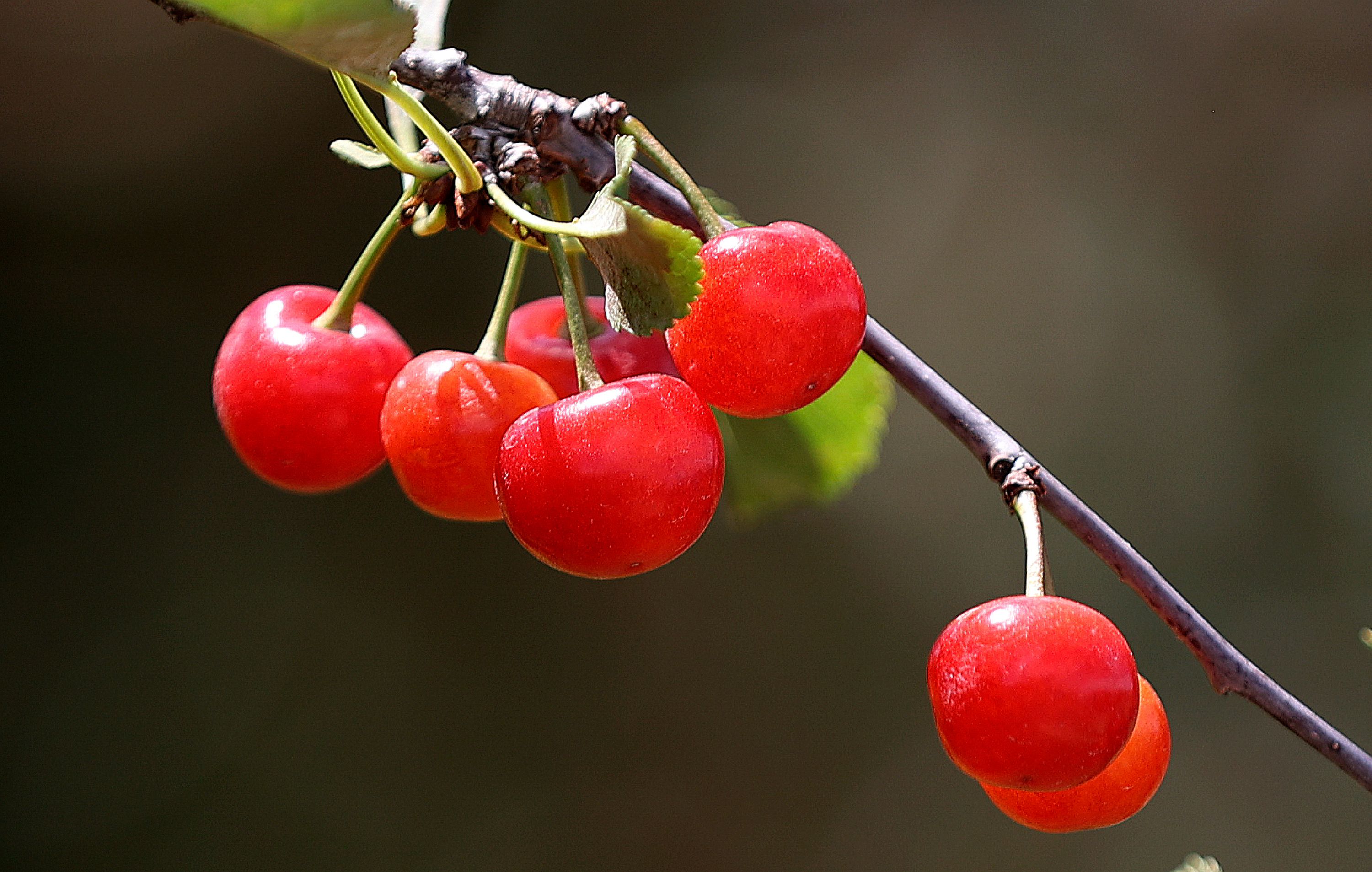 Cherries are pictured at Chad Rowley’s farm in Payson on Thursday.