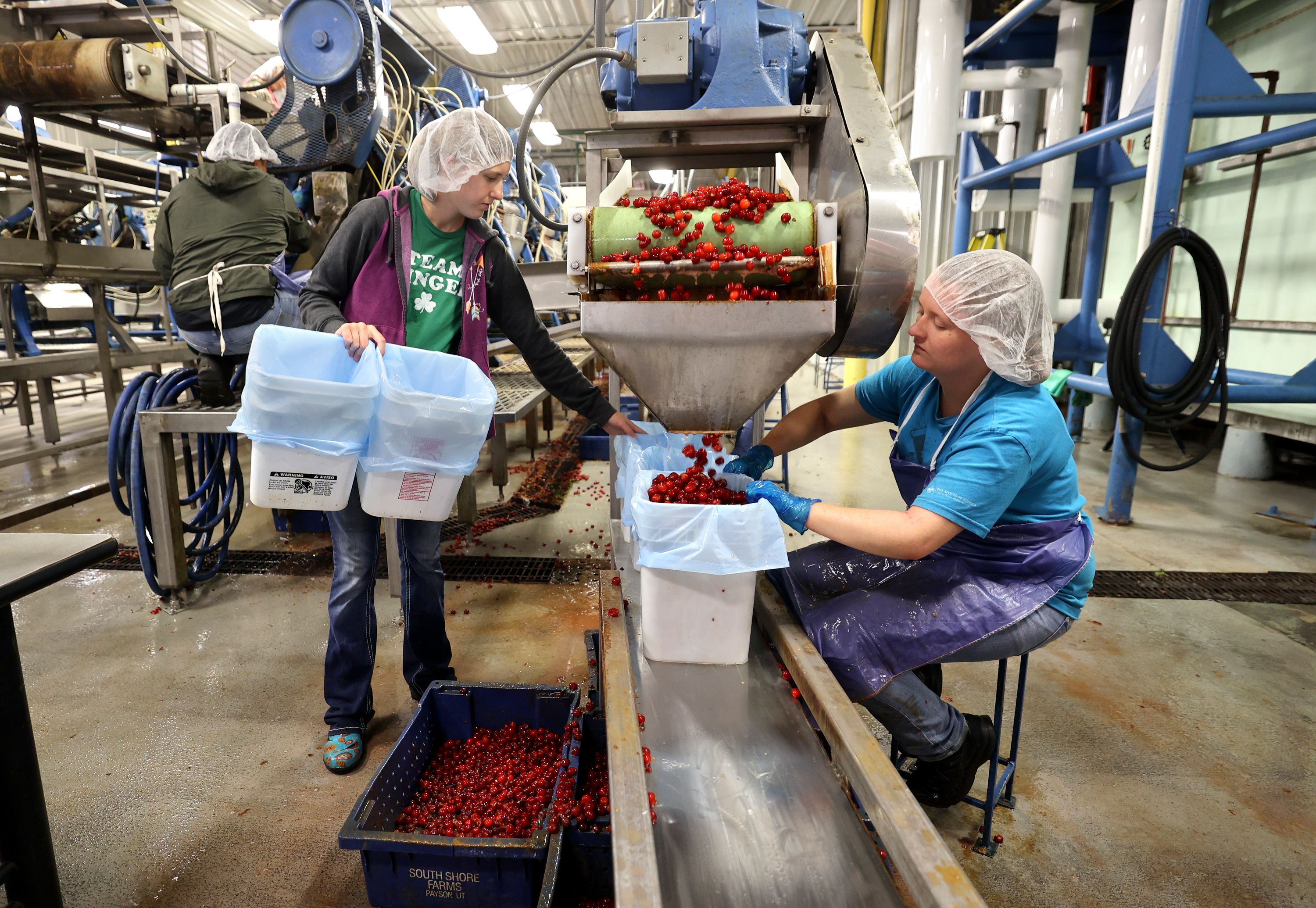 Aleta Lundell and Katherine Roberts fill buckets with cherries at the McMullin Orchards processing plant in Payson on Thursday.