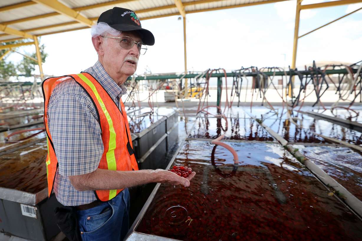 Robert McMullin talks about cooling cherries in cold water so they can be pitted outside of the McMullin Orchards processing plant in Payson on Thursday.