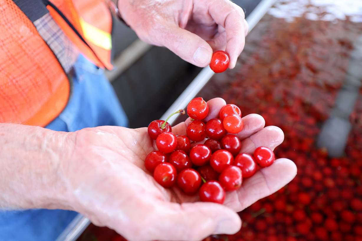 Robert McMullin talks about cooling cherries in cold water so they can be pitted outside of the McMullin Orchards processing plant in Payson on Thursday.