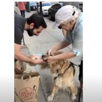 Have You Seen This? Dog nabs strangers buns in ultimate snack tug-o-war