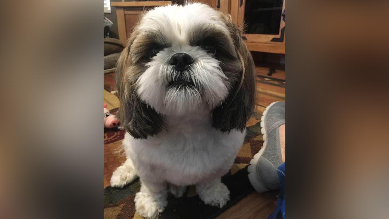 Reo, a brown and white Shih Tzu that was stolen earlier this week along with the car he was in, was found at a homeless camp in Salt Lake City on Saturday and returned to his Clearfield owner.