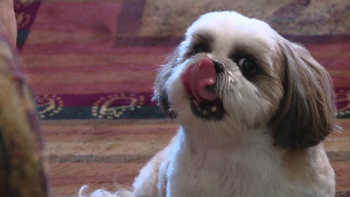 Reo the Shih Tzu is back home. Reo was reunited with his owner after being lost in a stolen car and then found with some unexpected but welcomed help.