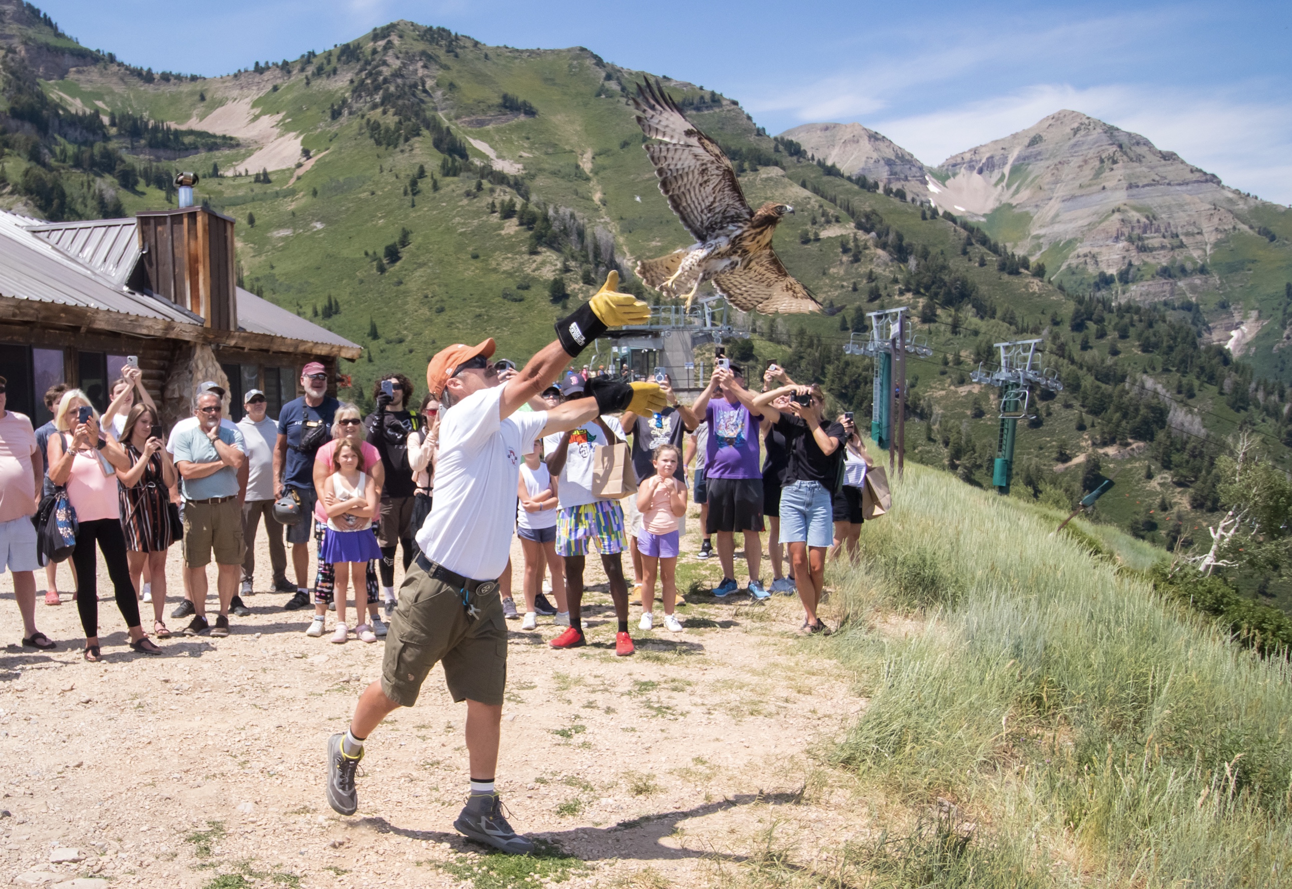 Tracy Christensen releases a red-tailed hawk at Sundance on Saturday. The hawk and its sibling returned to the wild after being treated at Great Basin Wildlife Rescue.