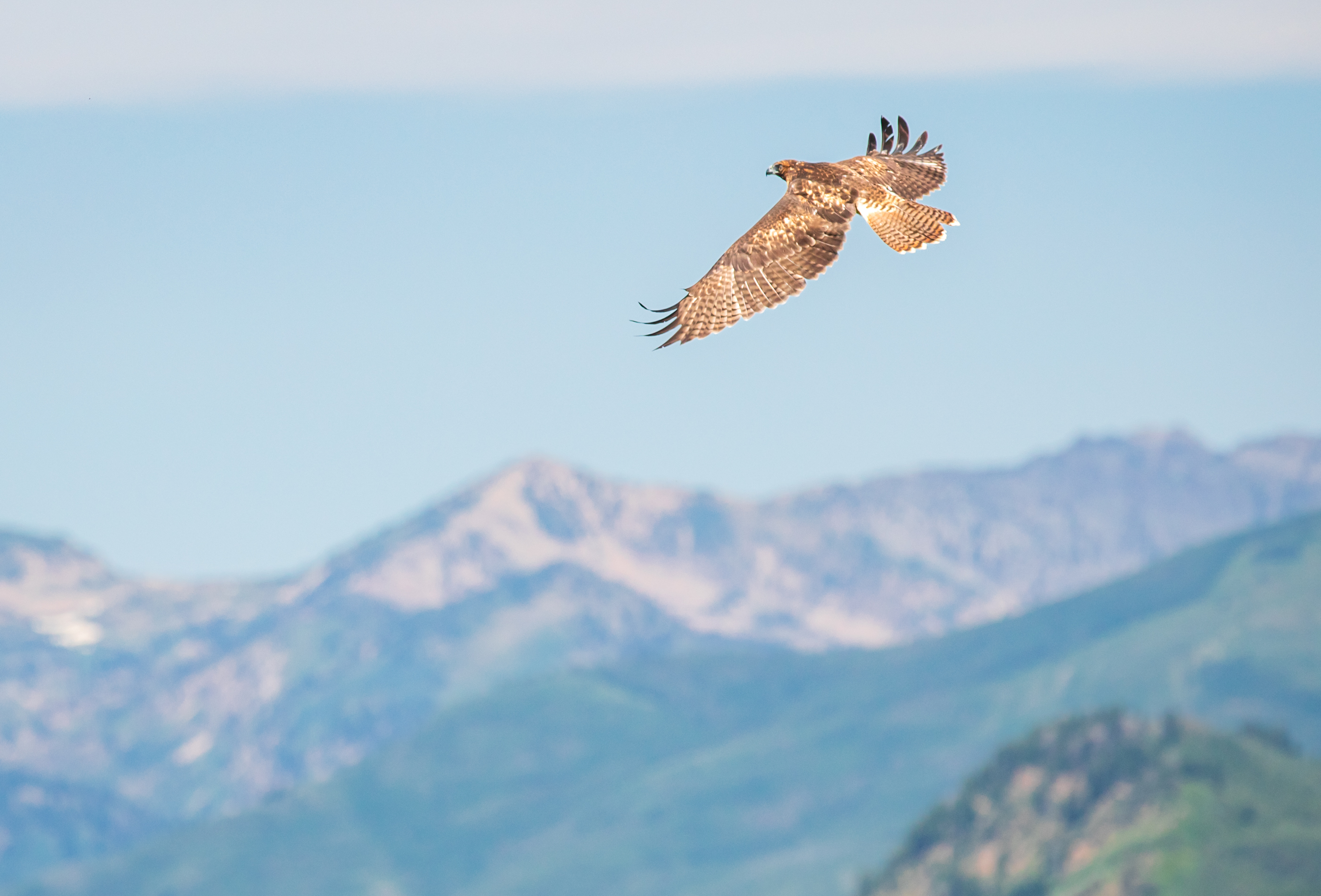 A juvenile red-tailed hawk flies over Sundance Resort after being released Saturday afternoon. The hawk was treated at Great Basin Wildlife Rescue its egg was discovered on the ground earlier this year.
