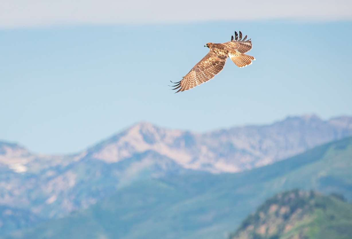 A juvenile red-tailed hawk flies over Sundance Resort after being released Saturday afternoon. The hawk was treated at Great Basin Wildlife Rescue its egg was discovered on the ground earlier this year.