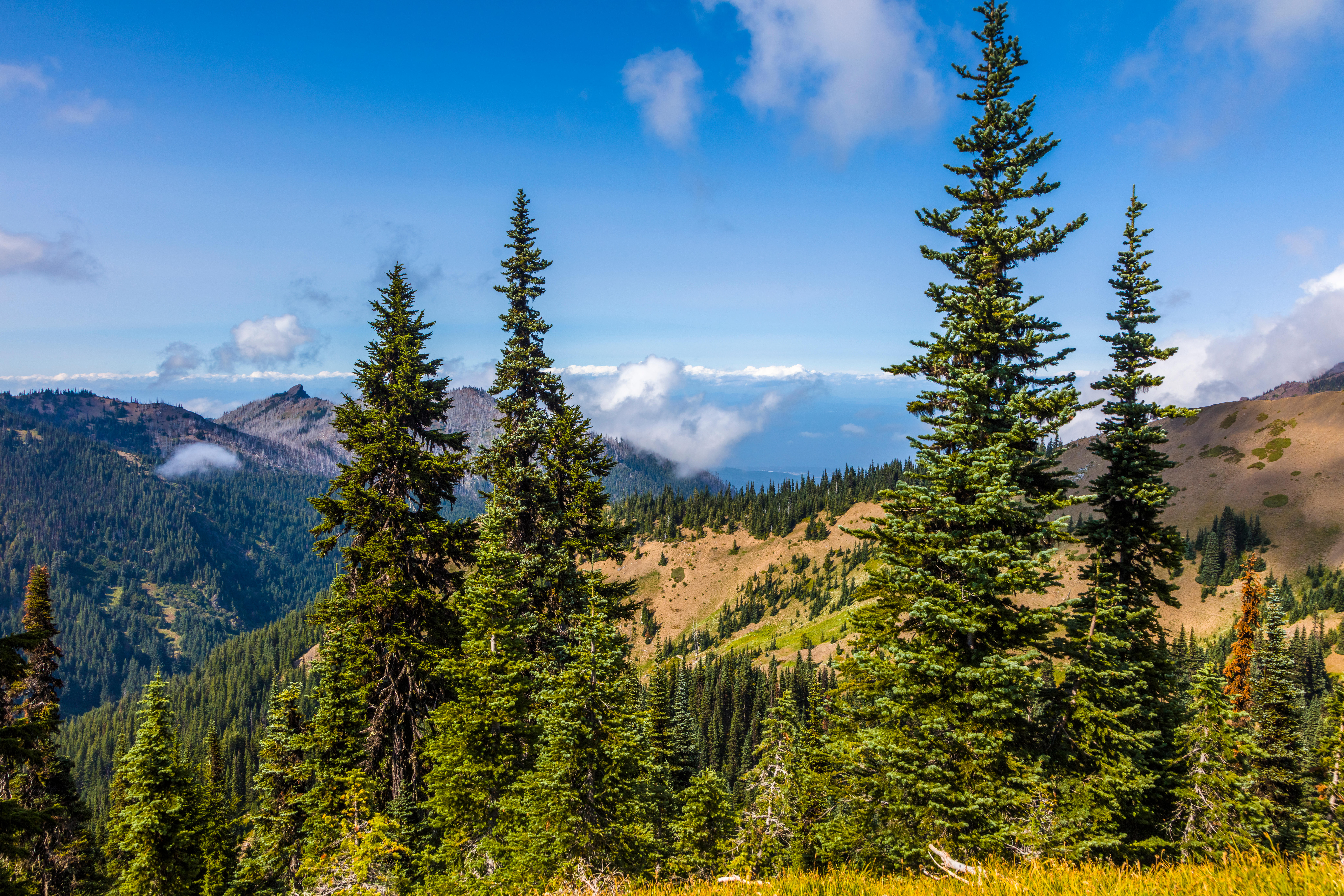 An 8-year-old child survived a cougar attack with minor injuries. The attack happened Saturday during a camping trip in Olympic National Park in Washington state.