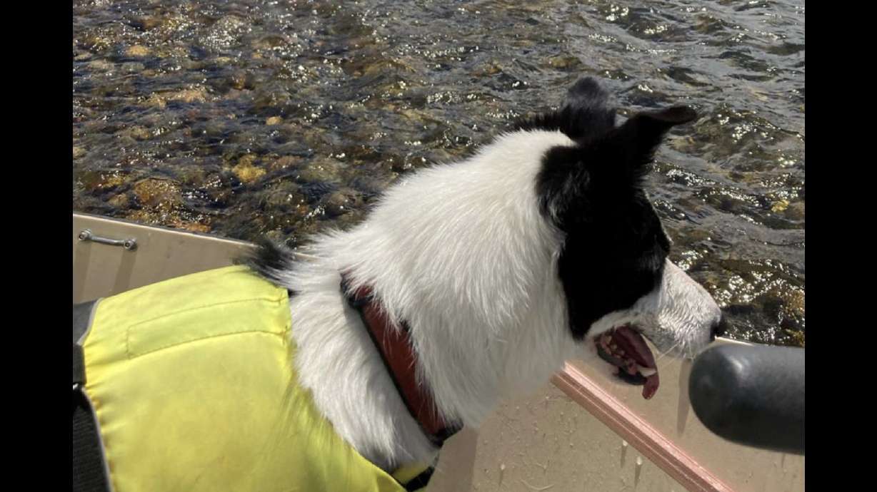 Finn, a dog who was saved from nearly drowning, was wearing a life jacket and was caught by the leash between the boat and cement.