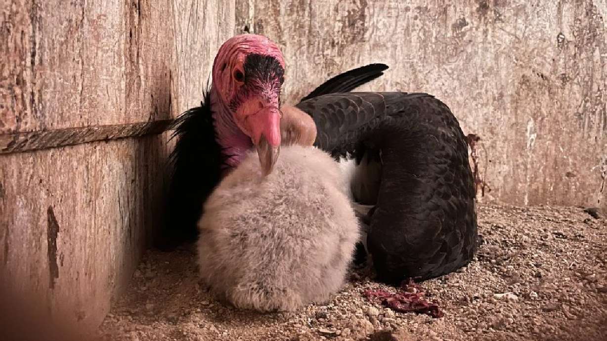 A hatchling whose mother died of bird flu, cuddles with her foster dad in Boise, Idaho. The Endangered Species Mitigation Fund directs funds to protect, conserve and recover “species of greatest conservation need," as identified in the Utah Wildlife Action Plan.