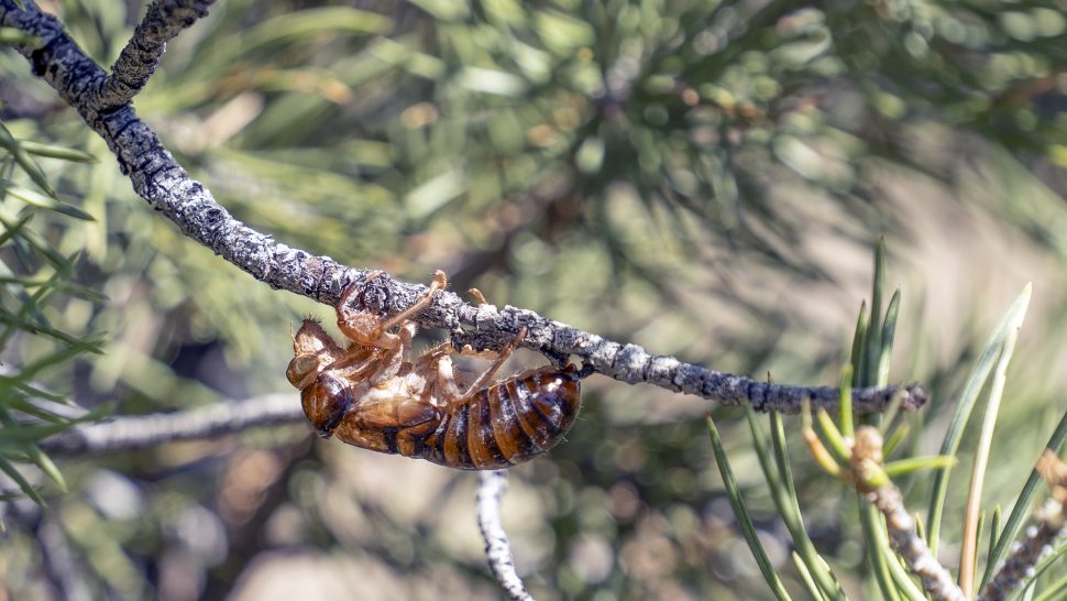 A cicada husk clings to a conifer tree, Iron County, Utah, July 21. Southern Utah’s cicadas are out and about serenading the southwest desert.