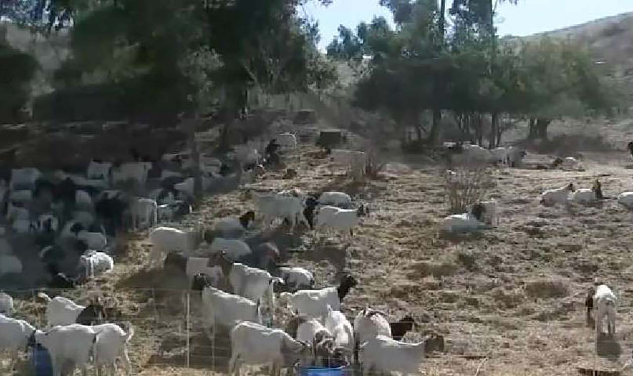 A herd of unlikely heroes will be helping Glendale, California, clear the dried up hillsides this summer.