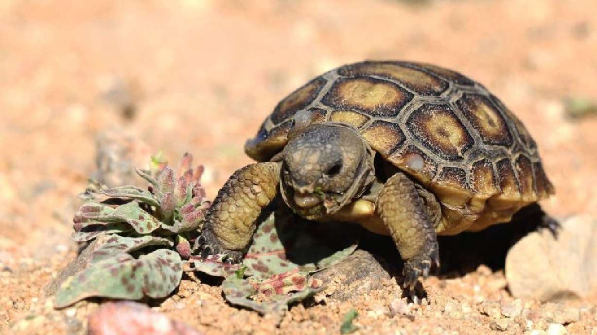 In this file photo, a juvenile tortoise eats at the Palms Marine Corps Base, California, Jan. 8, 2020. New tortoise crossings may be coming to St. George.