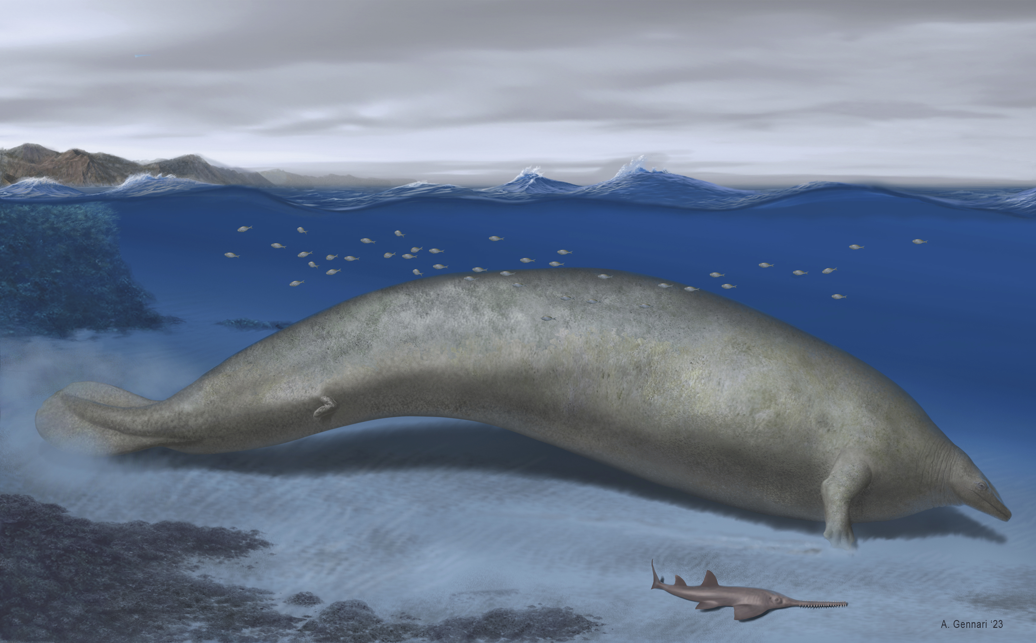 Researchers describe the new species named Perucetus colossus, or “the colossal whale from Peru," in the journal Nature on Wednesday. 