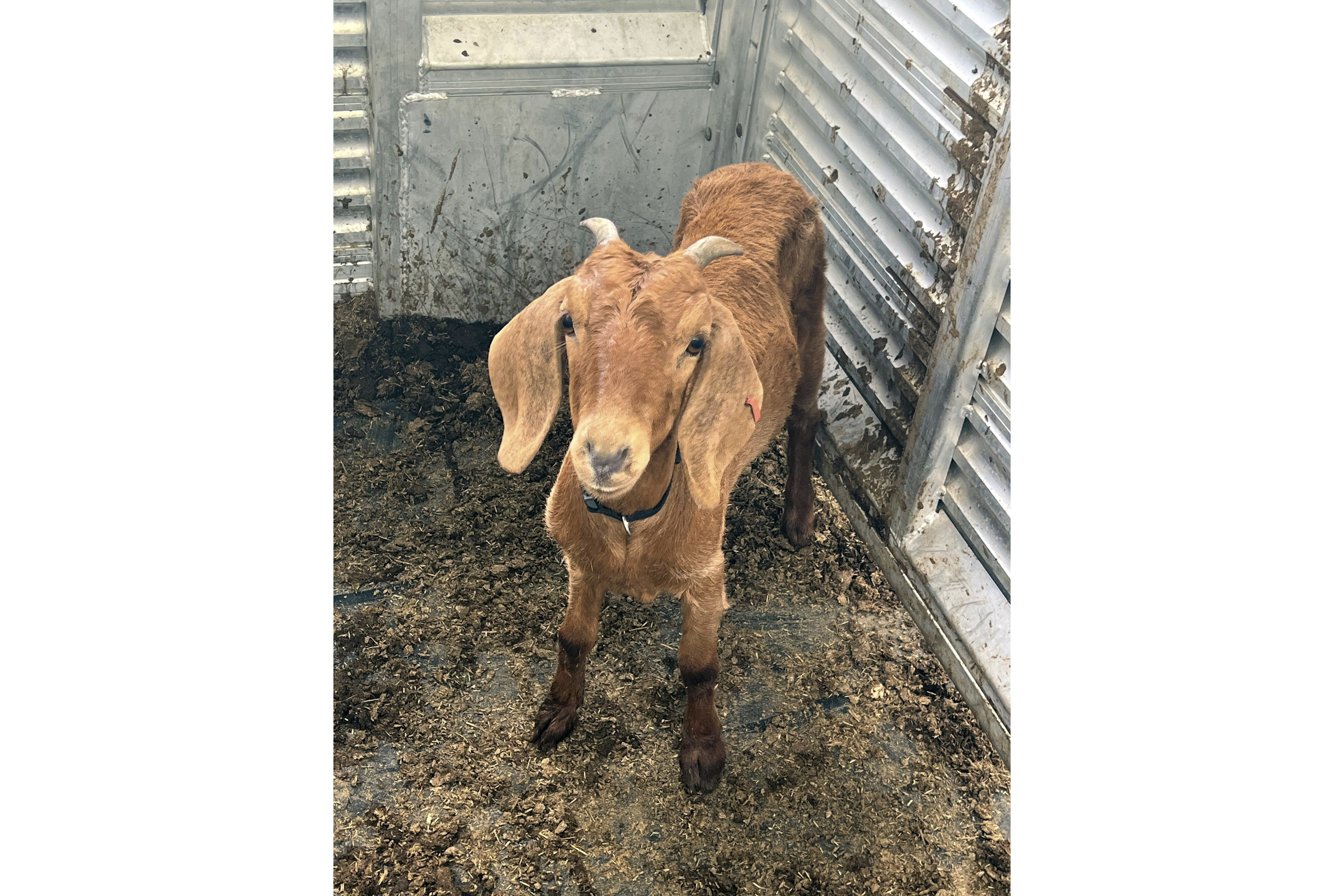 This photo provided by the Willacy County Livestock Show and Fair shows a rodeo goat named Willy, who was captured on Monday, after having gone missing on July 15, in a rural South Texas county.