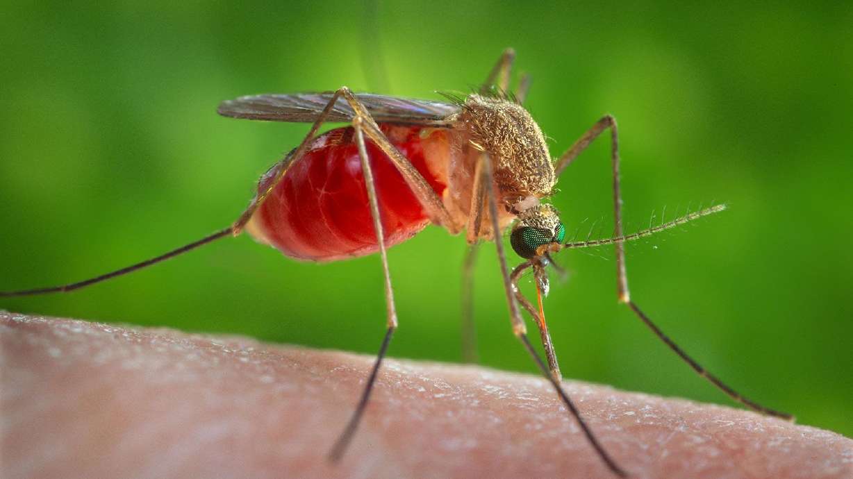West Nile is typically spread in the U.S. by a mosquito called Culex, which is found across the country.