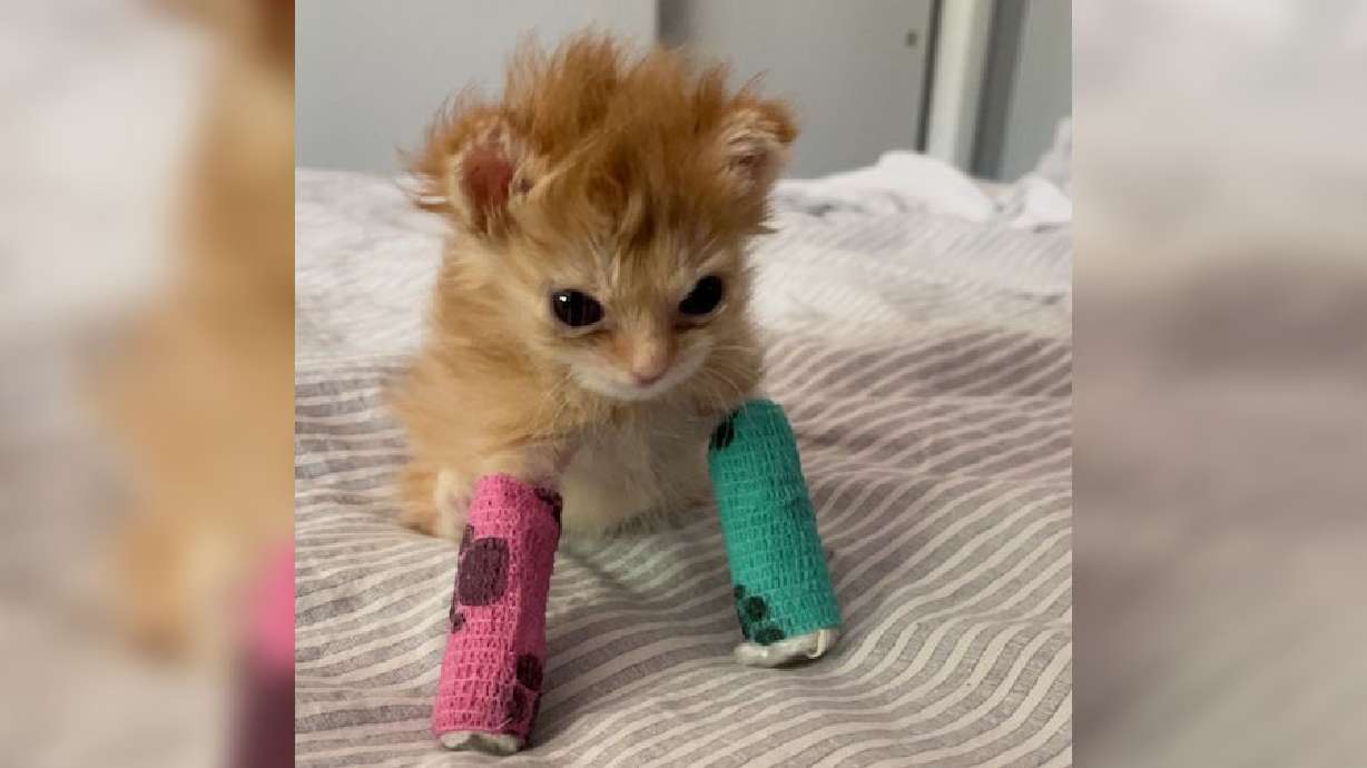 A small Utah kitten that went viral and captured hearts around the world has died.