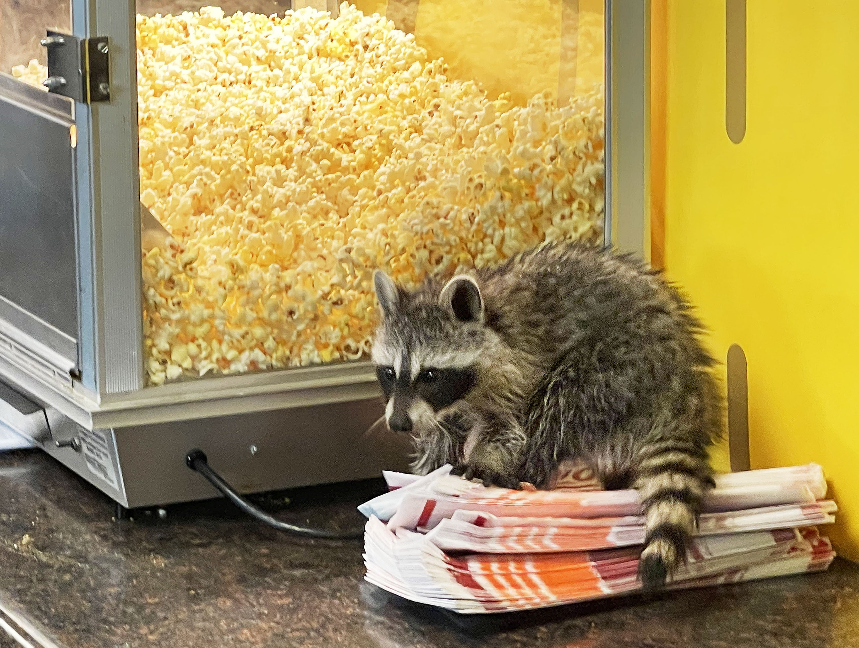 A raccoon fell through the rain soaked press box ceiling as rain, thunderstorms and lightning delayed the game between RSL and Leon in Sandy on Thursday, Aug. 3, 2023.