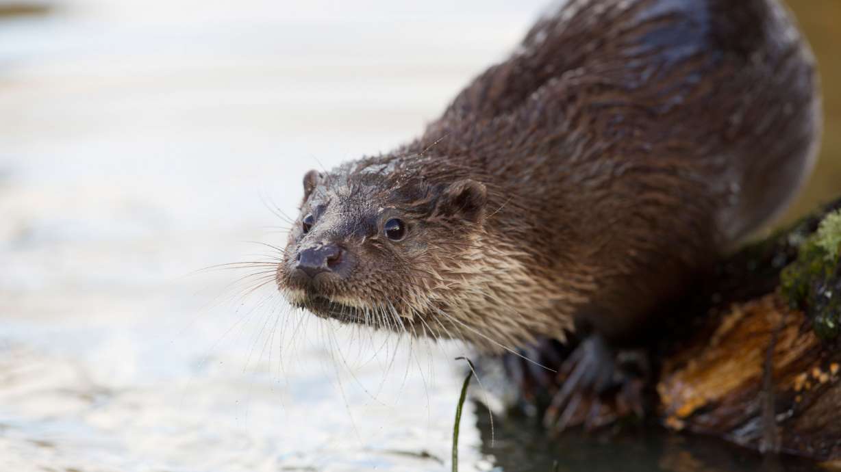 Three women were attacked by an otter in Montana on Thursday.