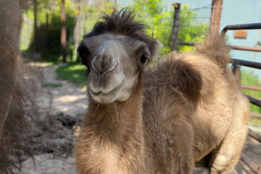 Humphrey the Bactrian camel calf. 