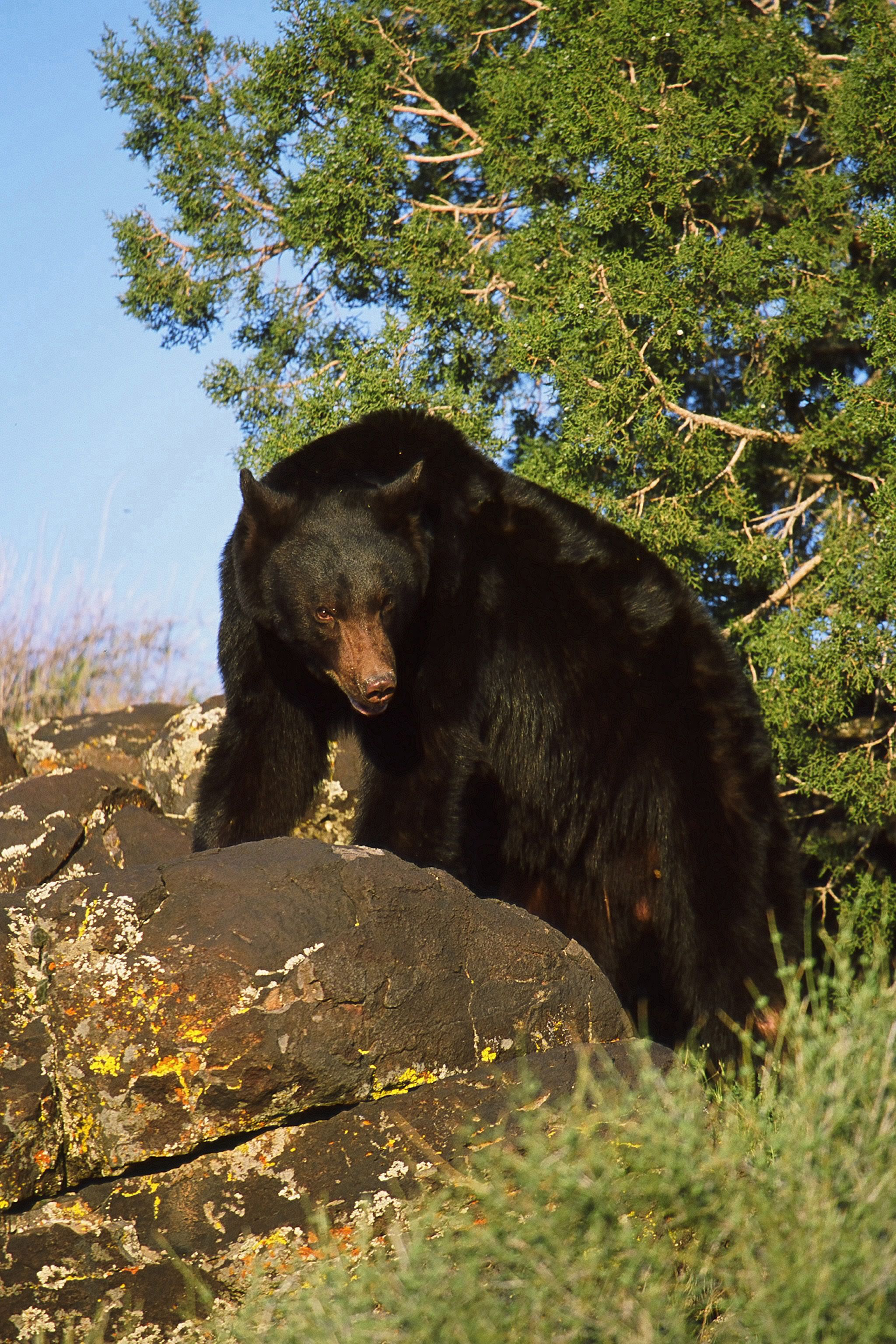 A black bear is pictured in this handout photo from the Utah Division of Wildlife Resources. A different bear in Colorado is believed to have walked 46 miles after an attempt to relocate her.
