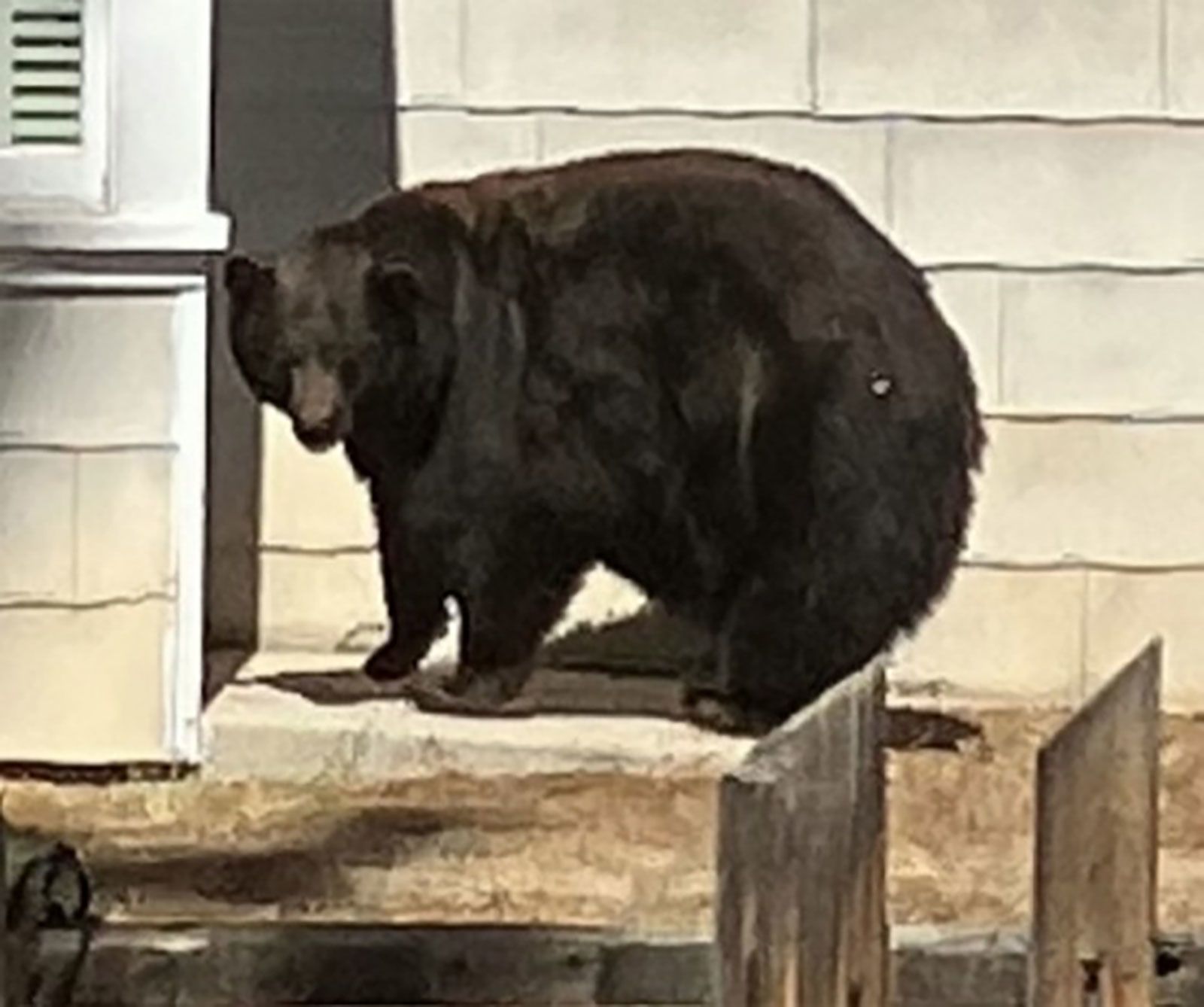 The 500-pound female black bear, one of multiple bears identified by the public as “Hank the Tank,” was caught along with her three male cubs, the California Department of Fish and Wildlife reported.