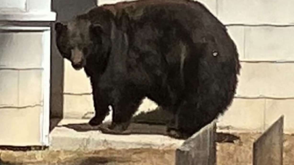 The 500-pound female black bear, one of multiple bears identified by the public as “Hank the Tank,” was caught along with her three male cubs, the California Department of Fish and Wildlife reported.