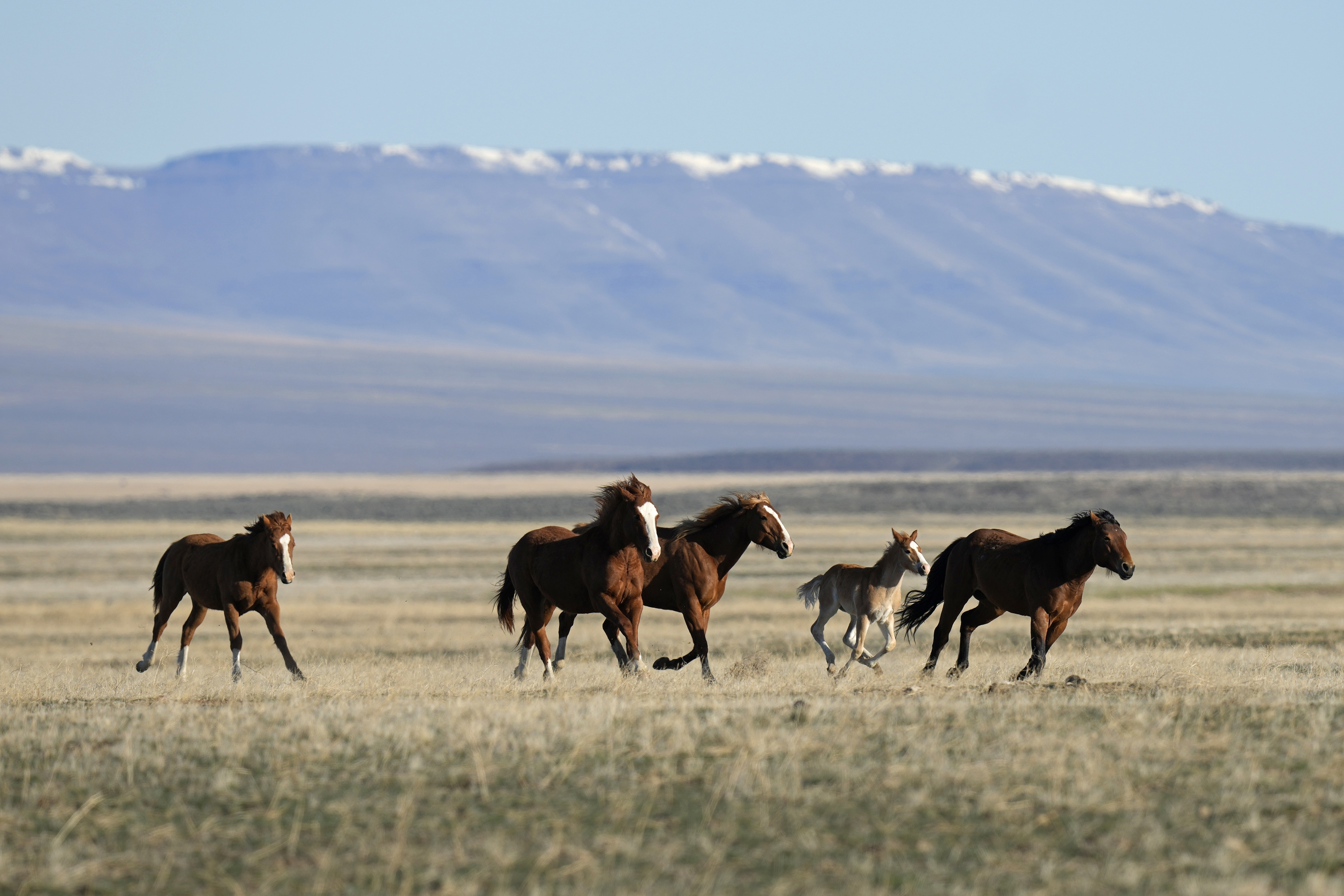 A judge has asked federal land managers to explain by Monday why they should be allowed to continue capturing more than 2,500 wild horses in northeastern Nevada — a roundup opponents say is illegal.