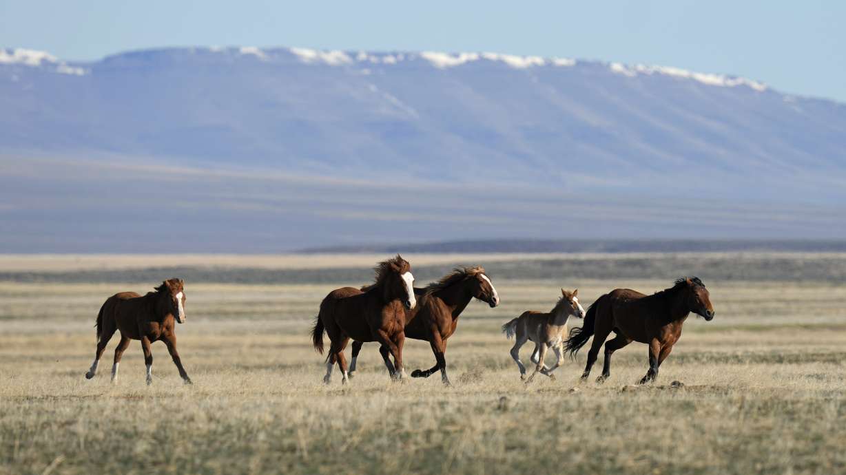 A judge has asked federal land managers to explain by Monday why they should be allowed to continue capturing more than 2,500 wild horses in northeastern Nevada — a roundup opponents say is illegal.