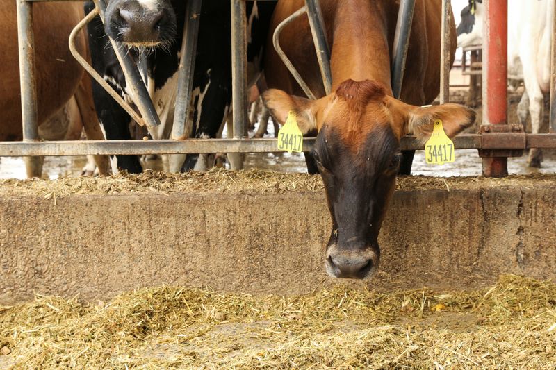 A cow bends down to eat at the Johann Dairy farm in Fresno, Calif., Sept. 10, 2020. A Canadian dairy farmer is seeking to breed cows with a specific environmental goal: burping less methane.