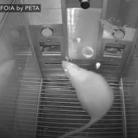 PETA accuses USU of rat abuse; university says it's a 'gross misrepresentation'