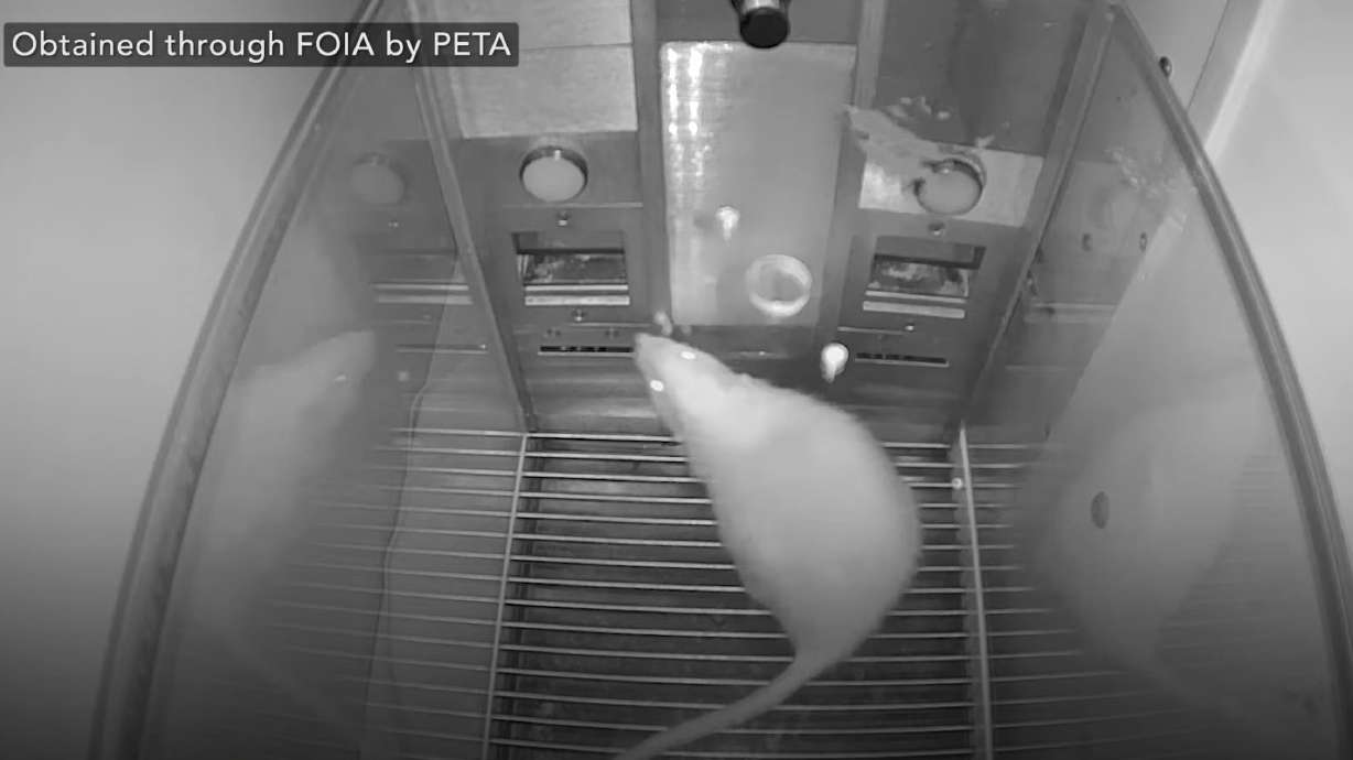 A screenshot of video footage obtained by PETA showing a rat in a metal box. The organization is accusing USU of "abusing" the rats in one of the university's psychology courses.