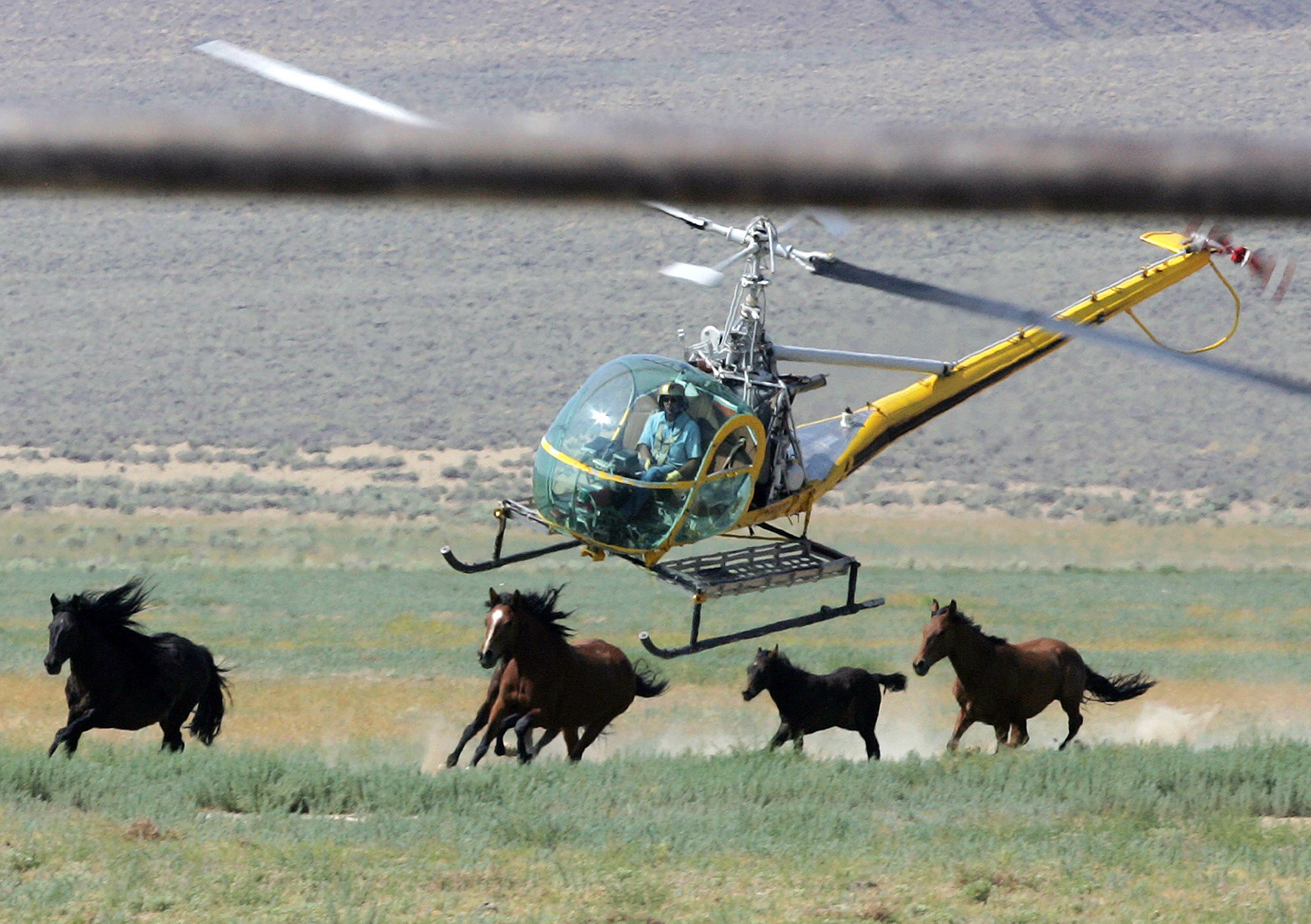 A livestock helicopter pilot rounds up wild horses on July 13, 2008, in Washoe County, Nev. A federal judge has cleared the way for the U.S. government to continue capturing thousands of wild horses in Nevada despite the deaths of 31 mustangs.