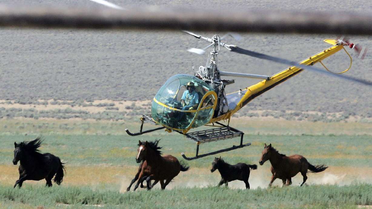 A livestock helicopter pilot rounds up wild horses on July 13, 2008, in Washoe County, Nev. A federal judge has cleared the way for the U.S. government to continue capturing thousands of wild horses in Nevada despite the deaths of 31 mustangs.