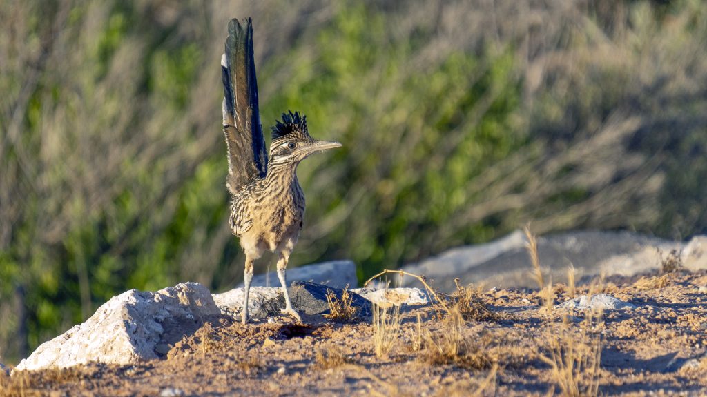 A roadrunner wanders near the Virgin River, St. George on July 13. Greater roadrunners, or California earth-cuckoos, are “the most famous bird in the southwest,” gracing folklore and classic cartoons