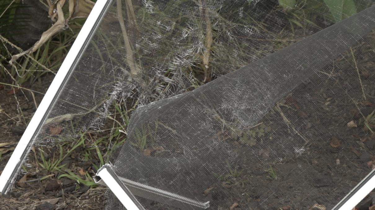 A coyote on the hunt took advantage of an opportunity, ending the life of a beloved house cat.