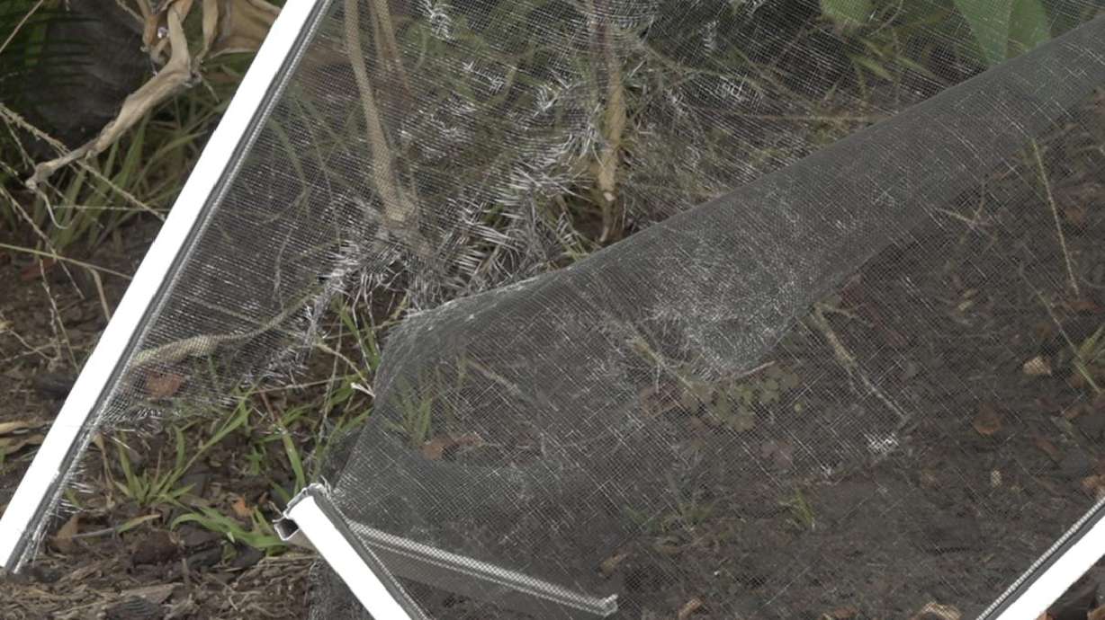 A coyote on the hunt took advantage of an opportunity, ending the life of a beloved house cat.