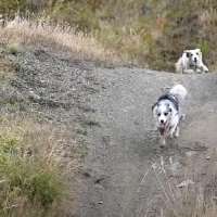 Have You Seen This? Stylish trail dogs show cyclist how it's done