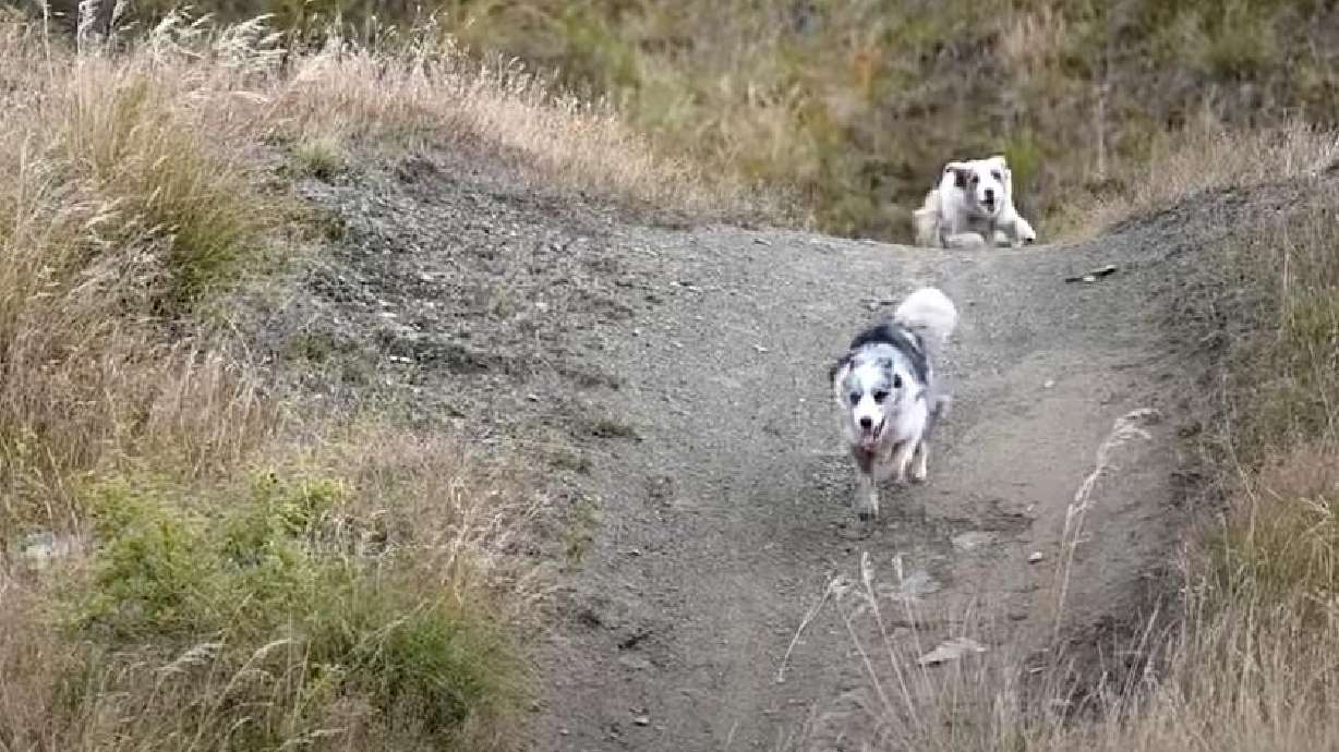 Two border collies tear up a New Zealand trail Feb. 23.