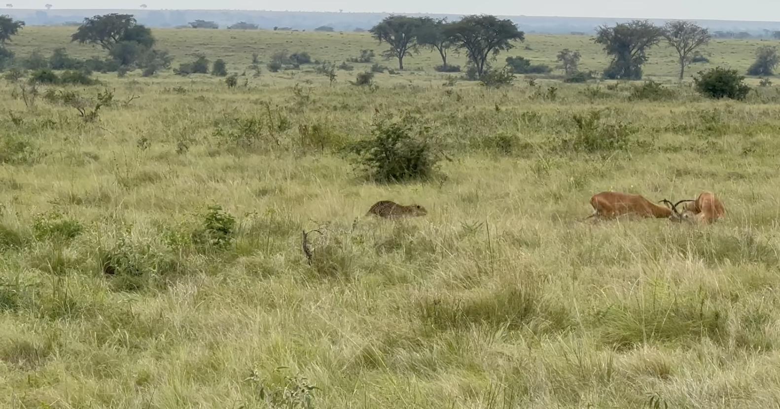 A leopard awaits an opportunity to strike at quarrelling Uganda kob at Queen Elizabeth National Park in Uganda Feb. 28.
