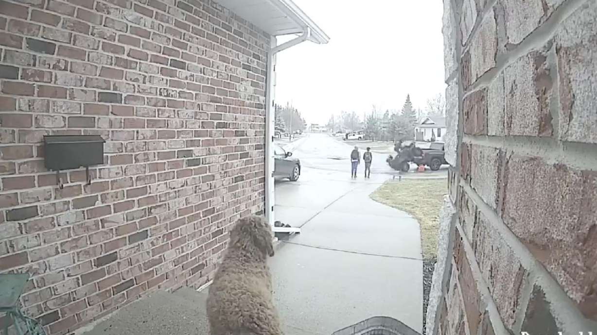 A dog watches as humans folly in Ontario, Canada.