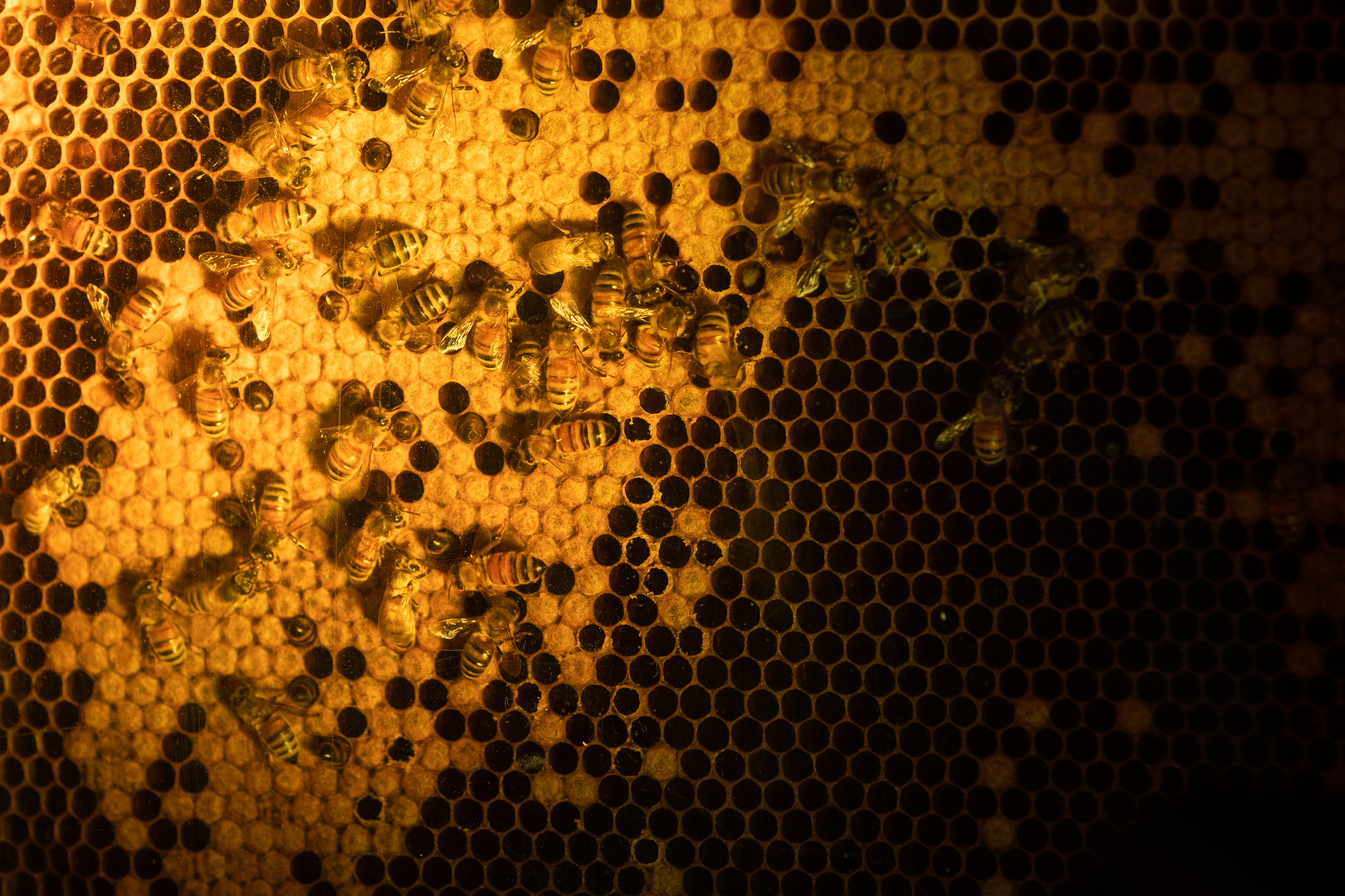 Examining bee behavior in winter