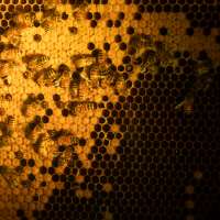 Examining bee behavior in winter