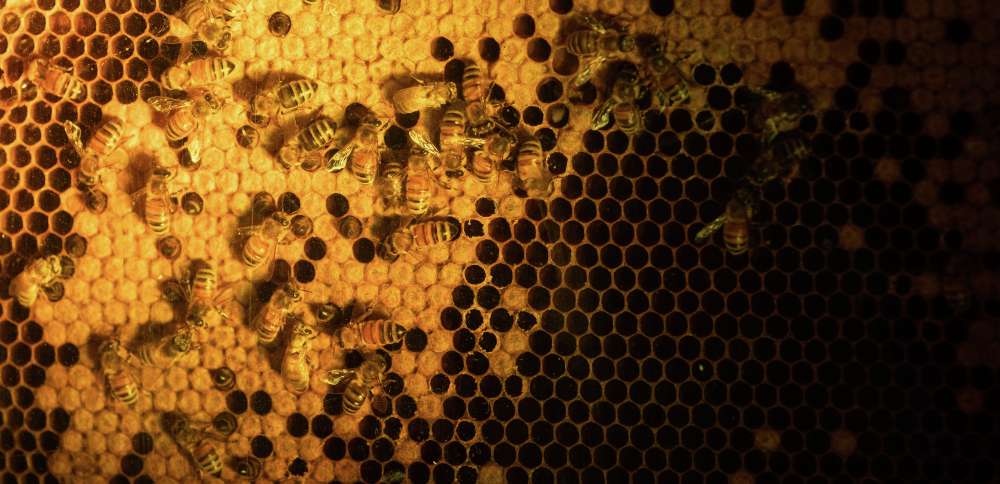 Examining bee behavior in winter