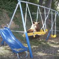 Have you seen this? Bear makes itself comfortable on backyard swings