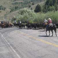 Cattle drive to cause traffic delays in Logan Canyon this week
