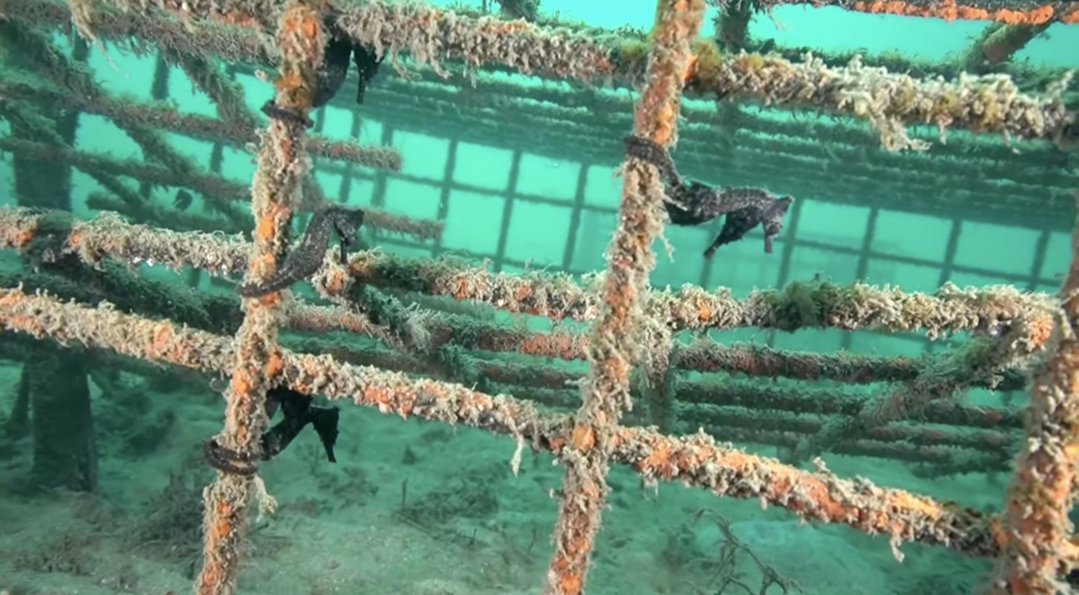 A seahorse hotel in the ocean below the Sydney Harbor in Sydney, Australia. The population of White's seahorses in the Sydney Harbor dropped by nearly 50% between 2008 and 2015.